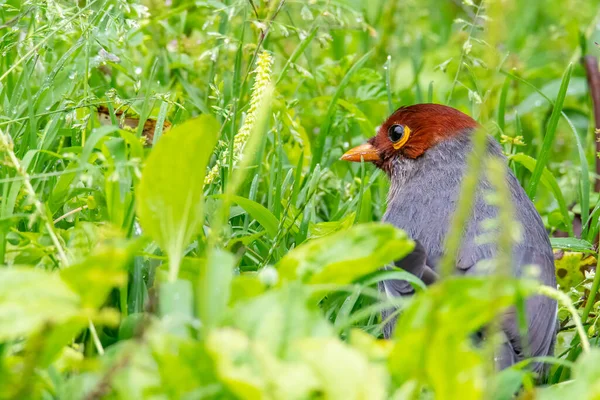 ボルネオのサバ州の自然の習慣に身を包んだ栗のフード付きの笑いの自然の野生動物のイメージ鳥 — ストック写真