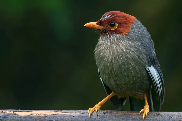 ボルネオのサバ州の自然の習慣に身を包んだ栗のフード付きの笑いの自然の野生動物のイメージ鳥 — ストック写真