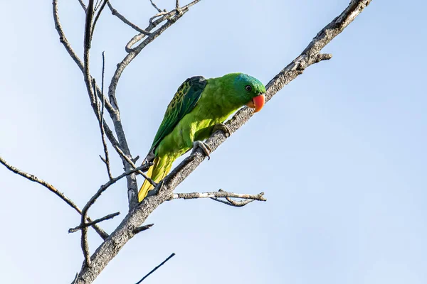 Natuur Wilde Dieren Vogel Van Blauwe Papegaai Ook Blauw Gekroonde — Stockfoto