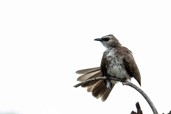 Příroda Volně Žijící Pták Ellow Větraný Bulbul Bidýlku — Stock fotografie