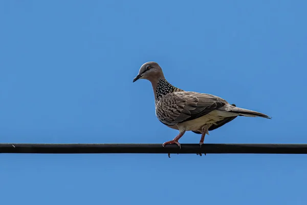 Um Retrato Preto E Branco De Um Simples Pombo Sentado Sobre Um Fio Elétrico  De Alta Tensão Preto. O Pássaro Está Olhando Em Volta Foto de Stock -  Imagem de bonito, olhar