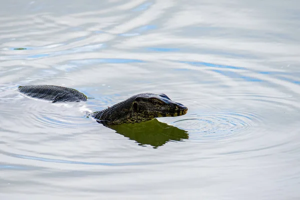 Natura Immagine Della Fauna Selvatica Lizard Monitor Lago — Foto Stock