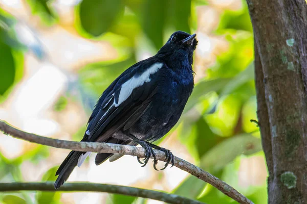 Natureza Ave Selvagem Orintal Magpie Robin Poleiro — Fotografia de Stock