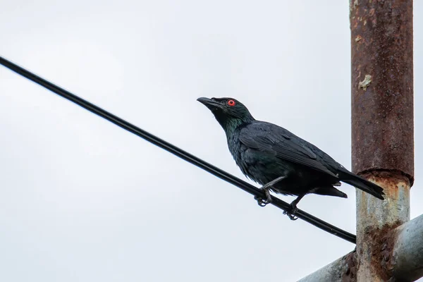 亚洲光彩夺目的Starlings鸟站在电缆上 — 图库照片