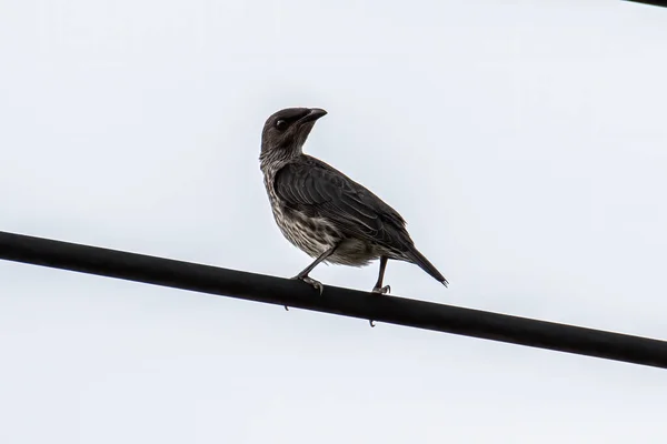 Asiatique Brillant Étourneaux Oiseau Debout Sur Câble Électrique — Photo