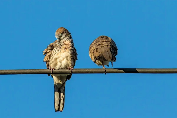 Güvercin Güvercini Açık Mavi Arka Planlı Elektrik Teli Üzerinde Duruyor — Stok fotoğraf