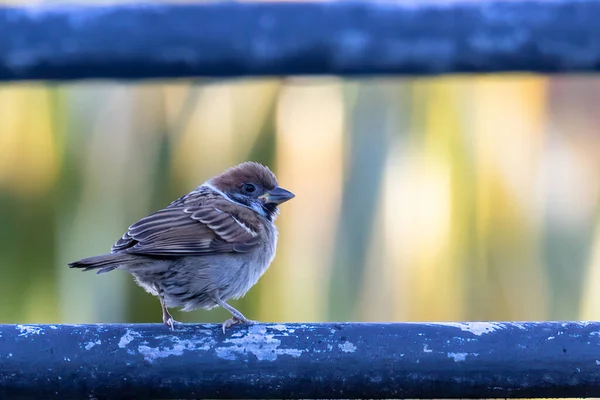 Meadow Pipit Bird Standing Electric Cable — Stock Photo, Image