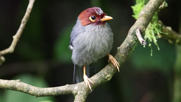 栗色帽笑着的野生鸟类 吃虫子的自然野生动物镜头 — 图库视频影像