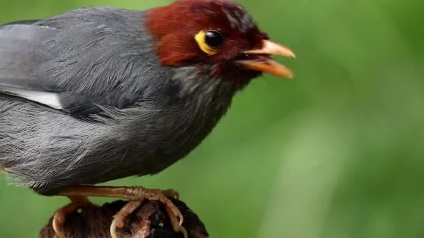 Natur Tieraufnahmen Vogel Eines Kastanien Kapuzen Lachsdrossel Fressenden Wurms — Stockvideo