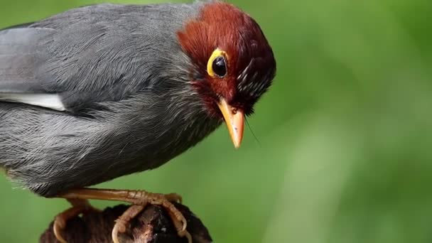 Slow Motion Nature Wildlife Footage Vogel Eines Kastanien Kapuzen Lachsdrossel — Stockvideo