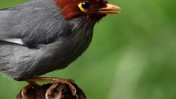 Natur Tieraufnahmen Vogel Eines Kastanien Kapuzen Lachsdrossel Fressenden Wurms — Stockvideo