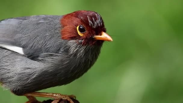 Natur Tieraufnahmen Vogel Eines Kastanien Kapuzen Lachsdrossel Fressenden Wurms — Stockvideo