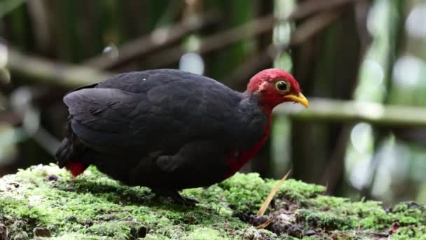 Naturaufnahmen Vogel Des Rebhuhns Mit Rotem Kopf Ist Endemisch Auf — Stockvideo