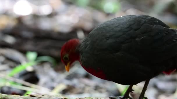 Natureza Animais Selvagens Aves Perdiz Cabeça Carmesim Endémica Ilha Bornéu — Vídeo de Stock