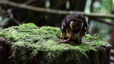 Bornean Tepesi Kekliği olarak da bilinen kırmızı göğüslü kekliğin doğa görüntüleri Borneo 'daki tepe ve Montan ormanlarına özgü.