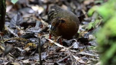 Bornean Tepesi Kekliği olarak da bilinen kırmızı göğüslü kekliğin doğa görüntüleri Borneo 'daki tepe ve Montan ormanlarına özgü.