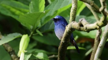 Sabah, Borneo 'da güzel Indigo Flycatcher (Eumyias indigo) adlı kuşun doğa görüntüleri