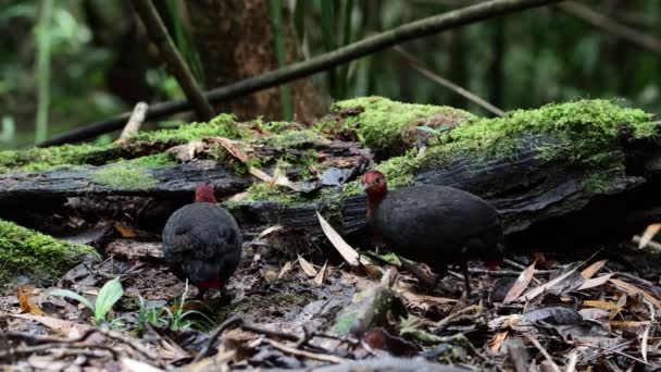 Natureza Animais Selvagens Aves Perdiz Cabeça Carmesim Endémica Ilha Bornéu — Vídeo de Stock