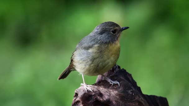 Natur Schöner Vogel Steht Auf Bäumen Brunches Footage Nature Wildvogelarten — Stockvideo