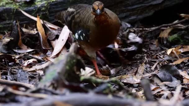 Materiał Przyrodniczy Ptaków Kuropatwa Czerwonogęba Znana Również Jako Bornean Hill — Wideo stockowe