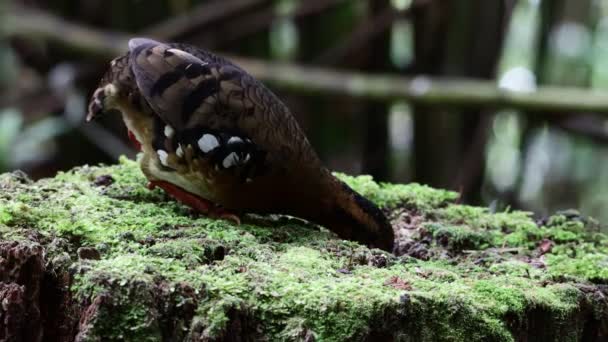 在婆罗洲的山地和山地森林中 有一种特有的鸟类 也被称为 婆罗洲山雀 Bornean Hill Partridge — 图库视频影像