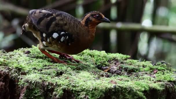 Nature Wildlife Footage Bird Red Breasted Partridge Also Known Bornean — Stock Video