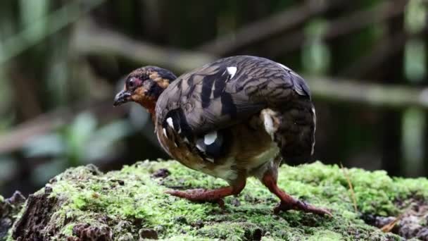 Nature Images Faune Perdrix Poitrine Rouge Oiseau Également Connu Sous — Video