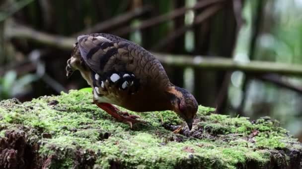 Materiał Przyrodniczy Ptaków Kuropatwa Czerwonogęba Znana Również Jako Bornean Hill — Wideo stockowe