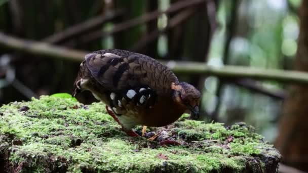 Bornean Tepesi Kekliği Olarak Bilinen Kırmızı Göğüslü Kekliğin Doğa Görüntüleri — Stok video