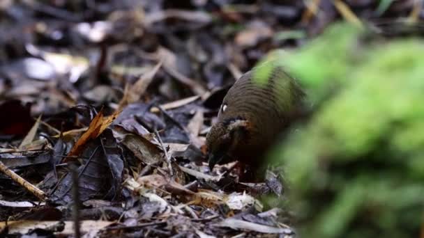 Fotografía Fauna Natural Perdiz Pecho Rojo Pájaro También Conocida Como — Vídeos de Stock