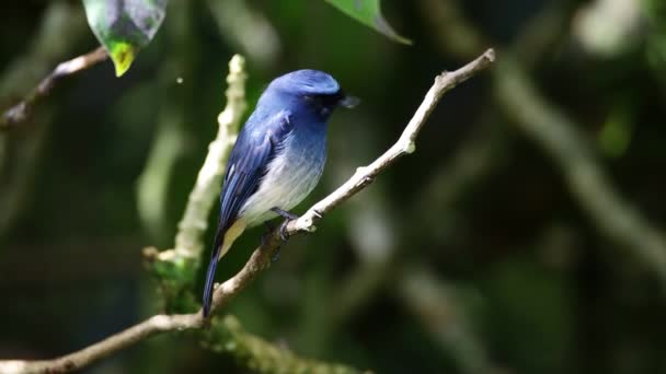 Natureza Imagens Vida Selvagem Belo Pássaro Indigo Flycatcher Eumyias Indigo — Vídeo de Stock