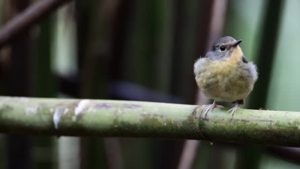 Nature Wildlife Bird Species Snowy Browed Flycatcher Perch Branch Which — Stock Video