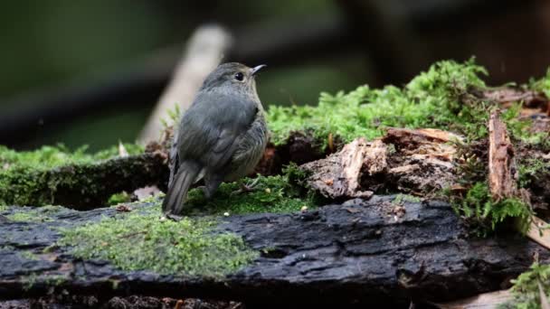 Karlı Kaşlı Kuş Türünün Doğa Kuşu Borneo Sabah Malezya Bulunan — Stok video