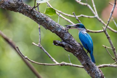 Yakalı Kingfisher (Todiramphus chloris) mangrov ormanları, nehirler ve bataklıklarda bulunan yaygın bir kuş türü..