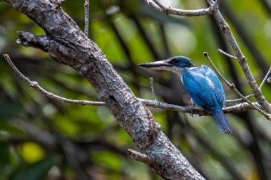 Yakalı Kingfisher (Todiramphus chloris) mangrov ormanları, nehirler ve bataklıklarda bulunan yaygın bir kuş türü..