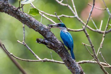 Yakalı Kingfisher (Todiramphus chloris) mangrov ormanları, nehirler ve bataklıklarda bulunan yaygın bir kuş türü..