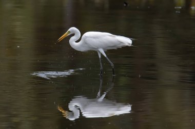 Kota Kinabalu, Sabah, Malezya 'daki sulak arazi merkezinde balıkçıl görünümlü balık. Sığır balıkçıl kuşu ürperiyor.