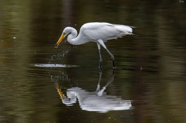 Kota Kinabalu, Sabah, Malezya 'daki sulak arazi merkezinde balıkçıl görünümlü balık. Sığır balıkçıl kuşu ürperiyor.
