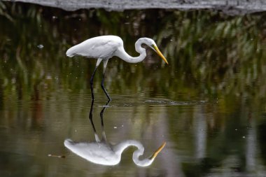 Kota Kinabalu, Sabah, Malezya 'daki sulak arazi merkezinde balıkçıl görünümlü balık. Sığır balıkçıl kuşu ürperiyor.