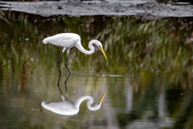 Kota Kinabalu, Sabah, Malezya 'daki sulak arazi merkezinde balıkçıl görünümlü balık. Sığır balıkçıl kuşu ürperiyor.