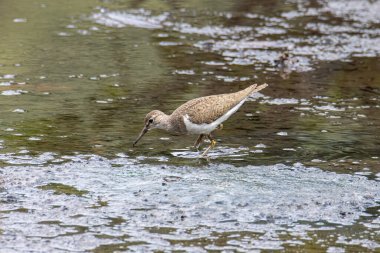 Şirin su kuşu Wood Sandpiper 'ın doğa görüntüsü.