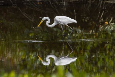 Kota Kinabalu, Sabah, Malezya 'daki sulak alan merkezinde balıkçıl kuşu. Sığır balıkçıl kuşu ürperiyor.