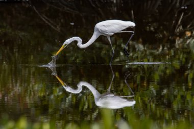 Kota Kinabalu, Sabah, Malezya 'daki sulak arazi merkezinde balıkçıl görünümlü balık. Sığır balıkçıl kuşu ürperiyor.
