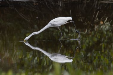 Kota Kinabalu, Sabah, Malezya 'daki sulak arazi merkezinde balıkçıl görünümlü balık. Sığır balıkçıl kuşu ürperiyor.