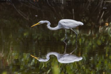 Kota Kinabalu, Sabah, Malezya 'daki sulak alan merkezinde balıkçıl kuşu. Sığır balıkçıl kuşu ürperiyor.