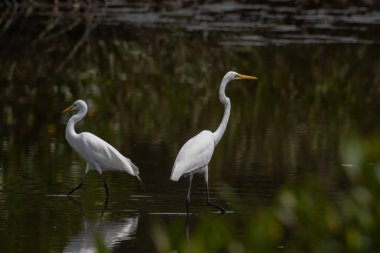 Kota Kinabalu, Sabah, Malezya 'daki sulak alan merkezinde balıkçıl kuşu. Sığır balıkçıl kuşu ürperiyor.