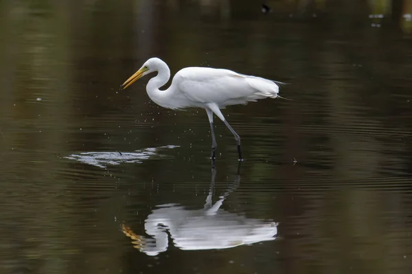 Pássaro Egret Procurando Peixe Centro Zonas Húmidas Kota Kinabalu Sabah — Fotografia de Stock