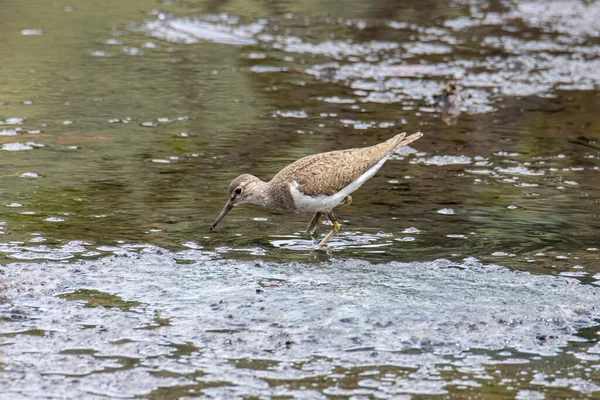Natur Tierbild Des Niedlichen Wasservogels Waldwasserläufer — Stockfoto