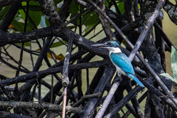 Kraagijsvogel Todiramphus Chloris Een Gewone Vogel Die Mangrovebos Rivier Moeras — Stockfoto
