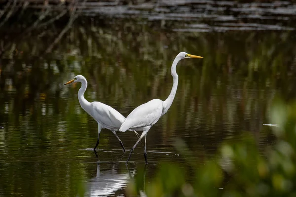 Πουλί Egret Στο Κέντρο Υγροτόπων Στο Kota Kinabalu Sabah Μαλαισία — Φωτογραφία Αρχείου